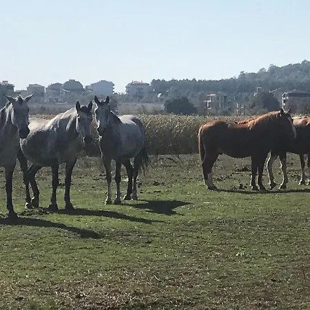 Stamopolu Lux с изглед към морето Ξενοδοχείο Πριμόρσκο